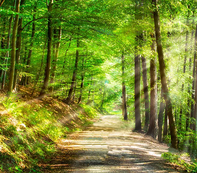 Certificazioni Pucci – foto bosco